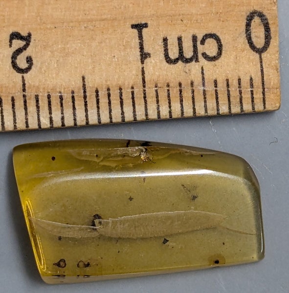 100 Million year old Fossil BURMESE AMBER With Inclusions (#T2008) Carousel 1