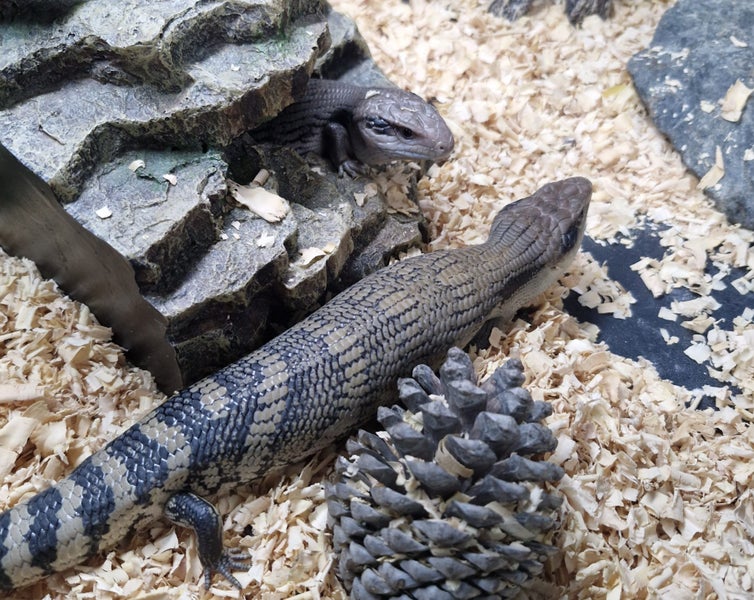 Blue tongue lizard Carousel 1