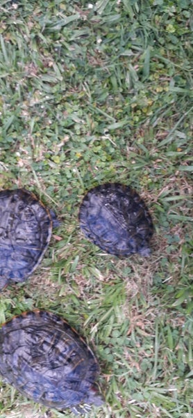 Red eared slider Carousel 11