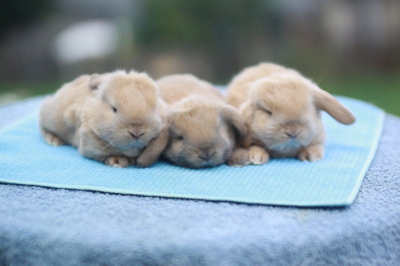 very cute Pure Bred mini Lops Carousel 12