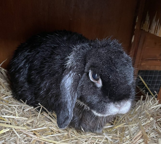 Lop-eared rabbit Carousel 1