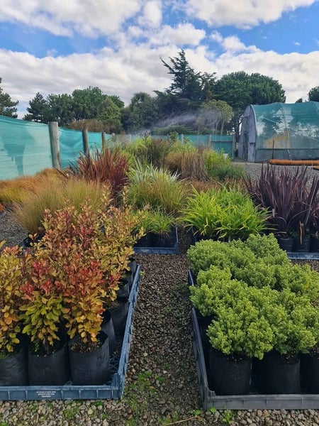 Pick your own Native Tree or Shrub large grade!!62934713491075113