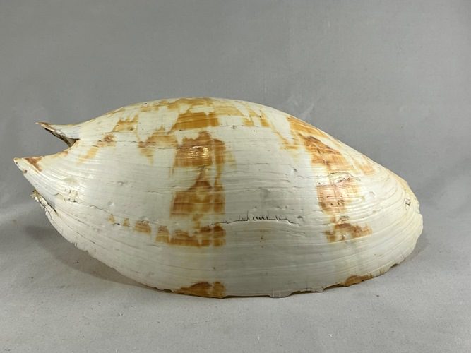 Vintage Large Melo Volute Seashell Carousel 2