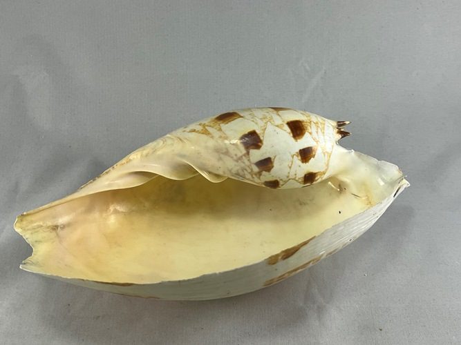 Vintage Large Melo Volute Seashell Carousel 1