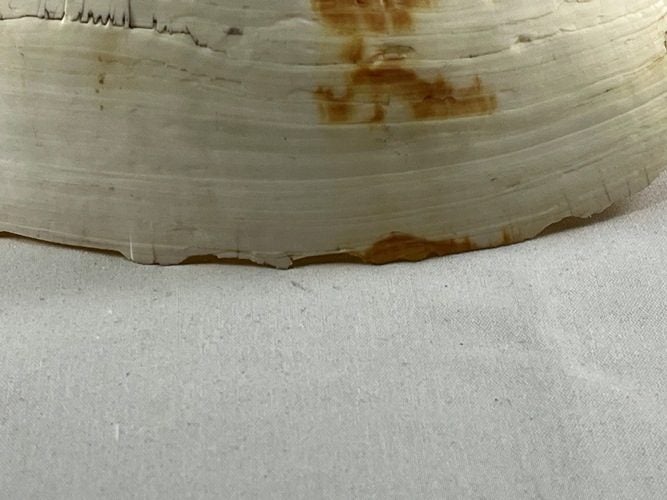 Vintage Large Melo Volute Seashell Carousel 7