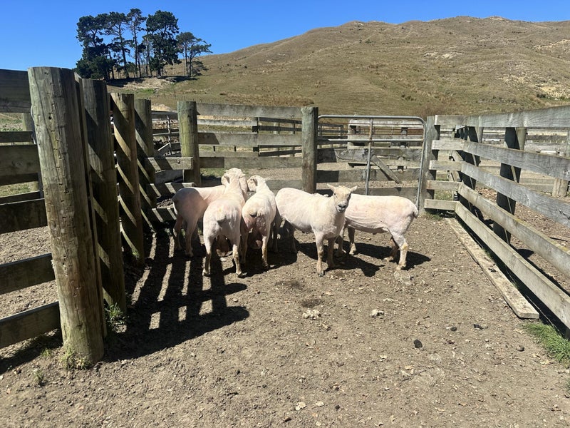 Southdown Rams Carousel 1