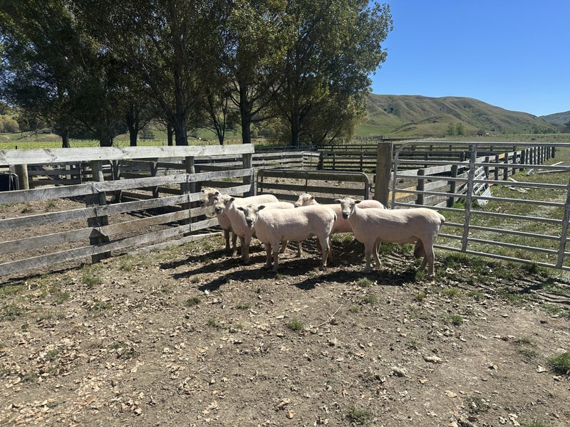Southdown Rams Carousel 2