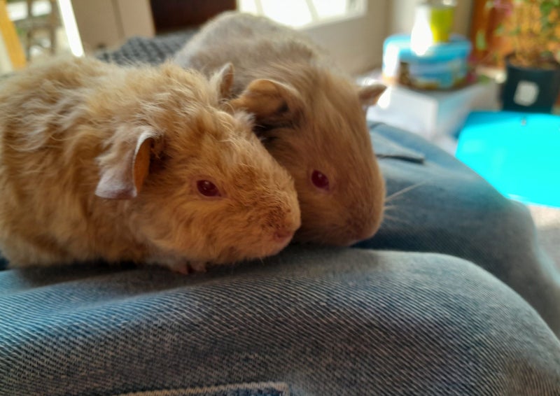 Adorable baby Guinea pigs!! Carousel 11