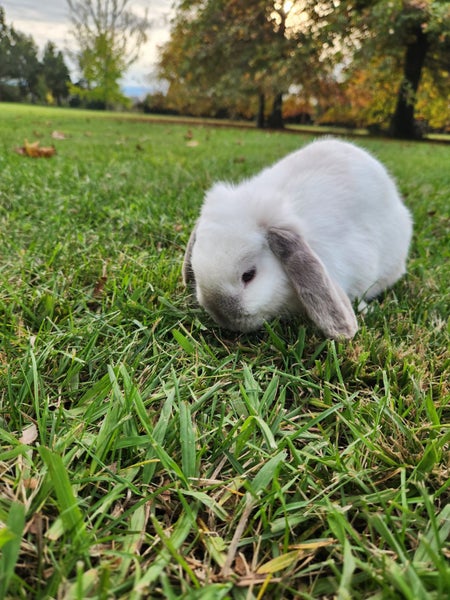 Mini lop Bunny Carousel 1