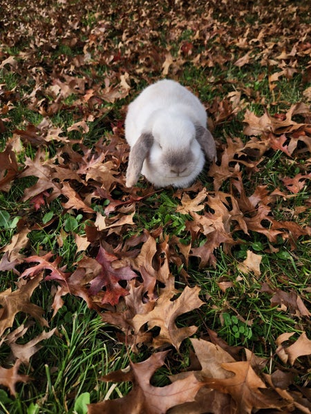 Mini lop Bunny Carousel 2