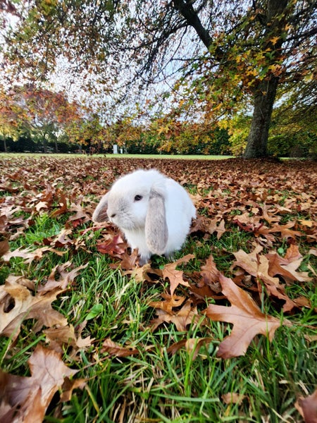 Mini lop Bunny Carousel 5