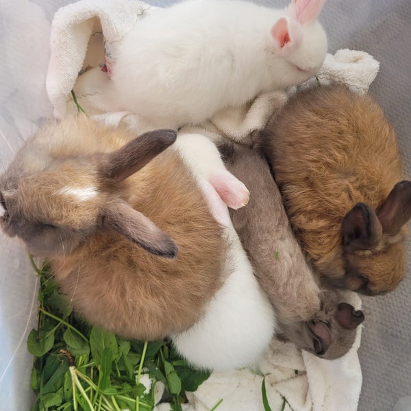 Jersey Lop Kits- Jersey Wooly x Mini Lop Carousel 1