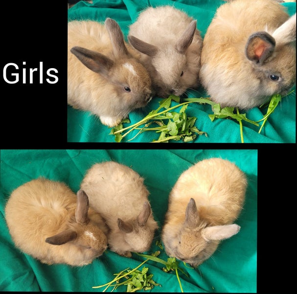 Jersey Lop Kits- Jersey Wooly x Mini Lop Carousel 2