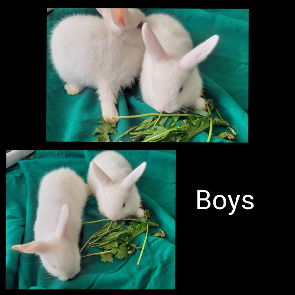Jersey Lop Kits- Jersey Wooly x Mini Lop Carousel 1