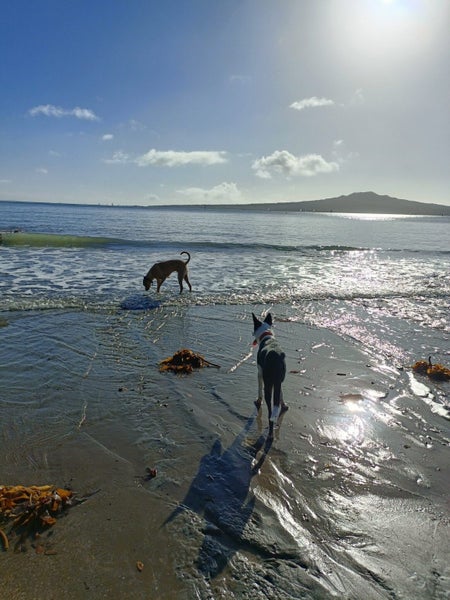 Bali Rescue Dog - CDRRNZ Carousel 2
