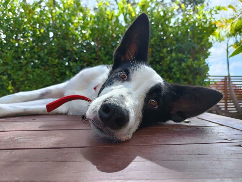 Bali Rescue Dog - CDRRNZ Carousel 5