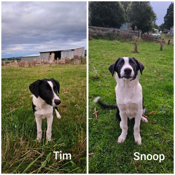 Heading Dog x border Collie pups Carousel 1