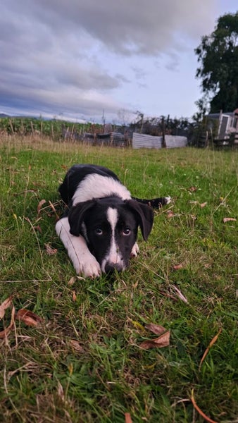 Heading Dog x border Collie pups Carousel 2