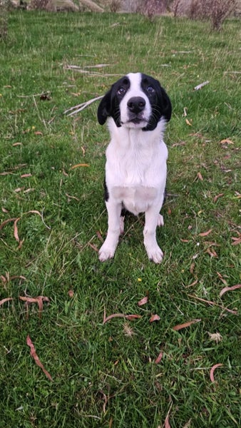 Heading Dog x border Collie pup Carousel 2