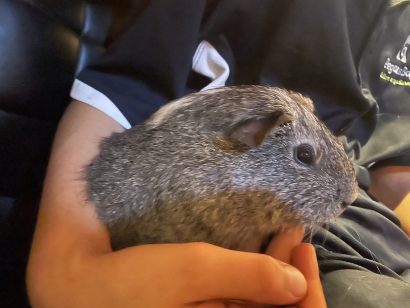 Guinea pig and complete cage set up Carousel 2