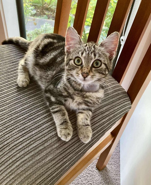 Ivanka 11 wks old - Cat Care Rangiora Carousel 1