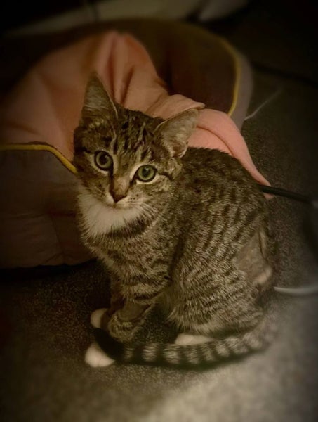 Jennifer - little sweetheart- 16 wks old - Cat Care Rangiora Carousel 1
