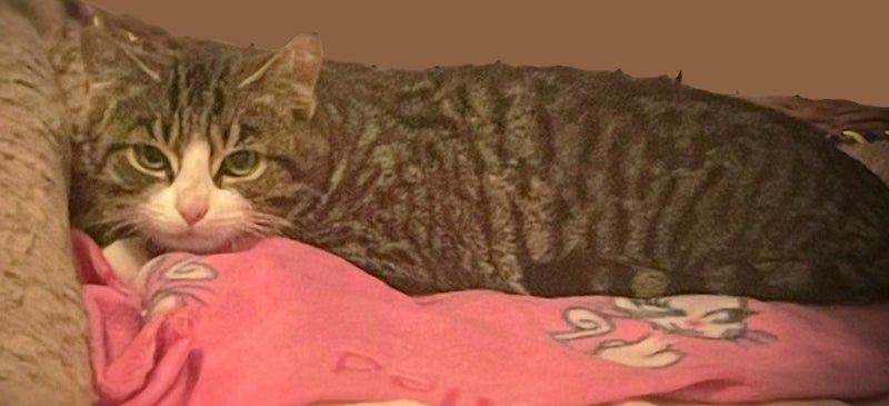 James Dean - so snuggly- 16 wks old - Cat Care Rangiora Carousel 1
