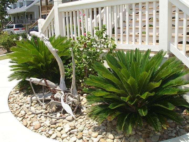 Sago Palm (Cycas revoluta) - 25L62933721050113113