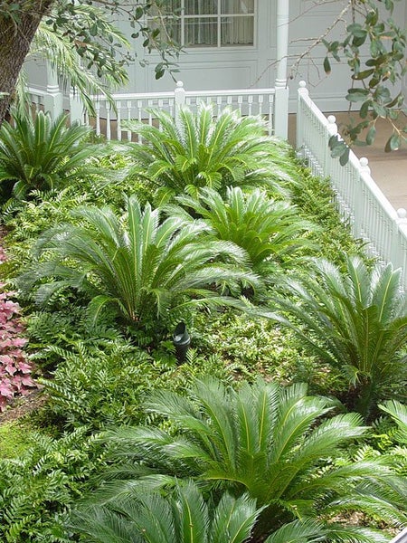 Sago Palm (Cycas revoluta) - 25L62933721050113114