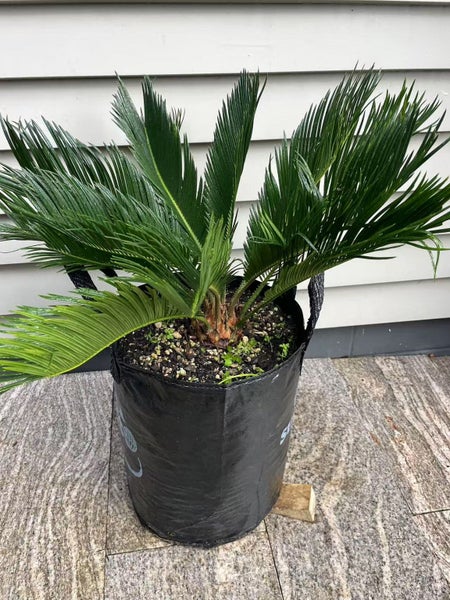 Sago Palm (Cycas revoluta) - 25L629337210501131121