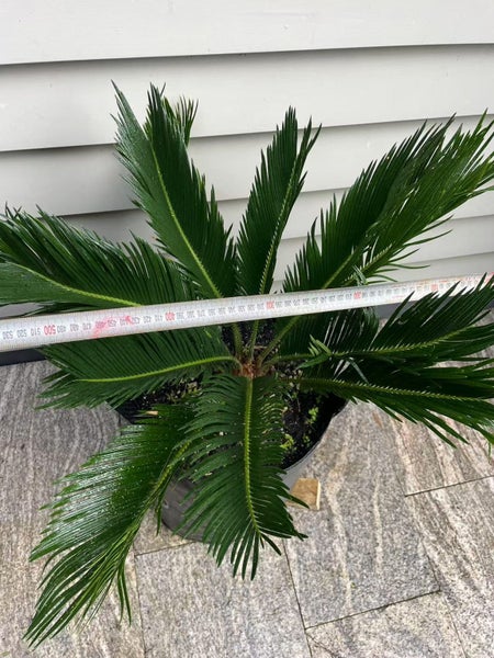 Sago Palm (Cycas revoluta) - 25L62933721050113111