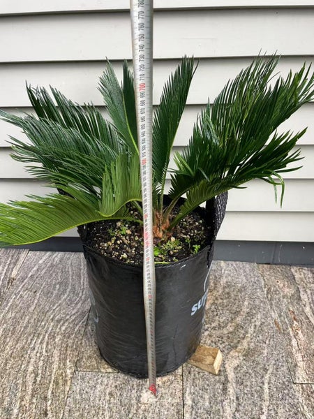 Sago Palm (Cycas revoluta) - 25L62933721050113112