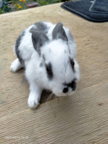 Purebred Dutch Kits #2 Carousel 1