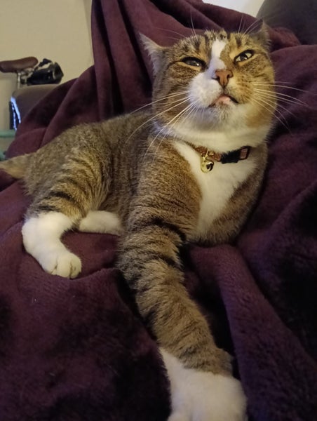 Tabby 1 year old female cat Carousel 1