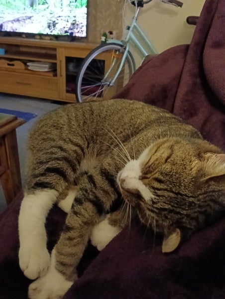 Tabby 1 year old female cat Carousel 3