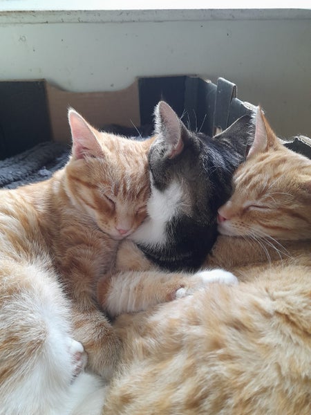 Brave Paws Cat Rescue - Kitten Pair - Mittens & Spencer Carousel 1