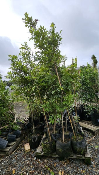 Alectryon excelsa titoki 25L, 2.5m +... x14 Carousel 1