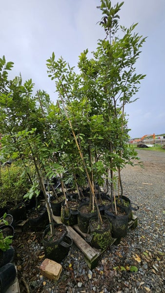 Alectryon excelsa titoki 25L, 2.5m +... x14 Carousel 2