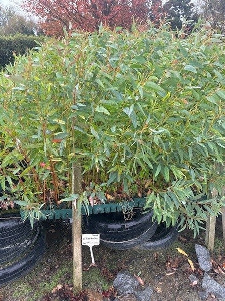 Eucalyptus fraxinoides seedlings (850 available) Carousel 1