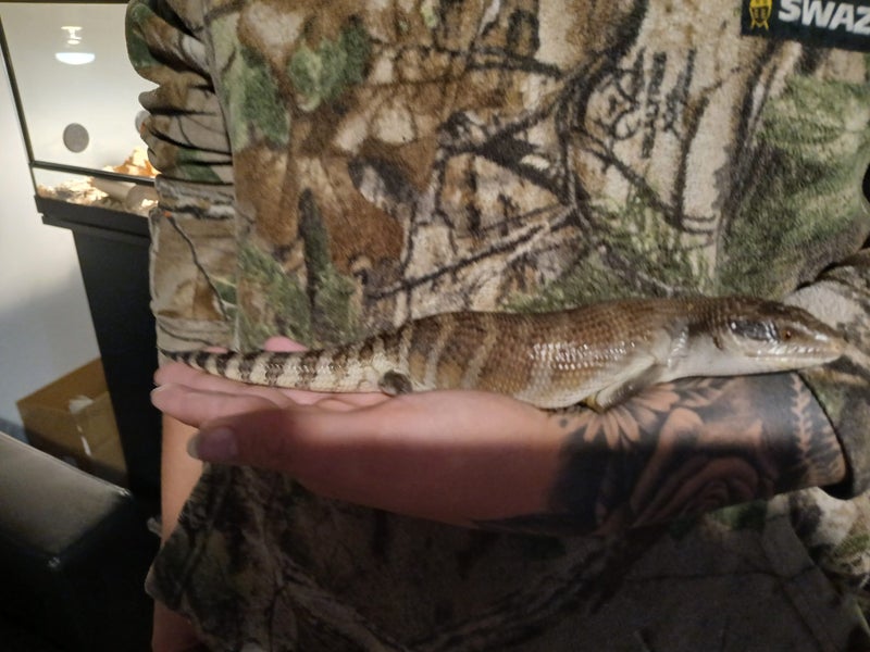 Baby Blue tongue skink Carousel 1