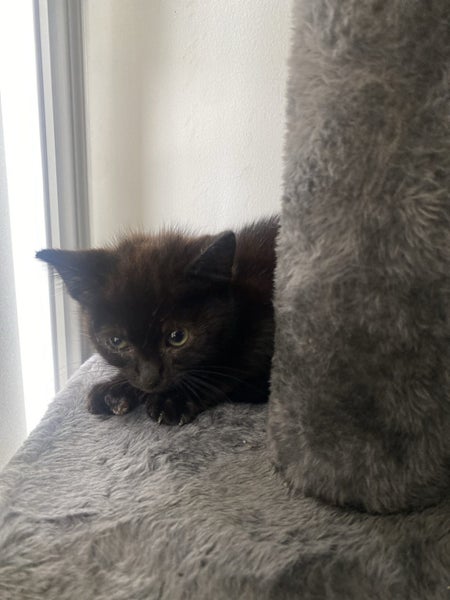 Black kitten Carousel 1