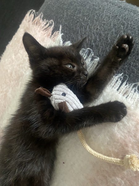 Black kitten Carousel 2