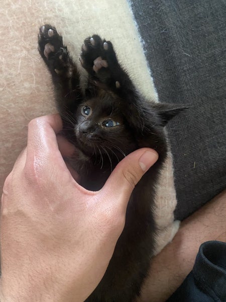 Black kitten Carousel 4