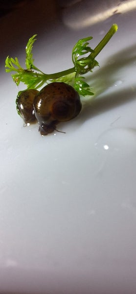 Fresh water aquarium snails Carousel 2