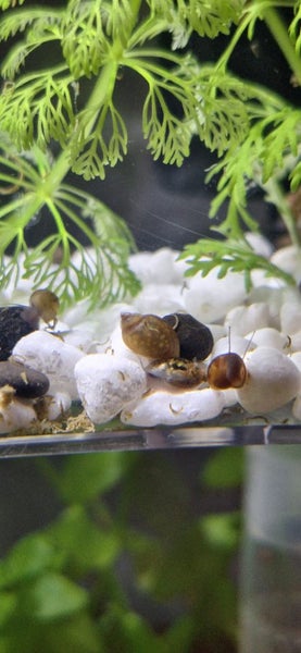 Fresh water aquarium snails Carousel 1