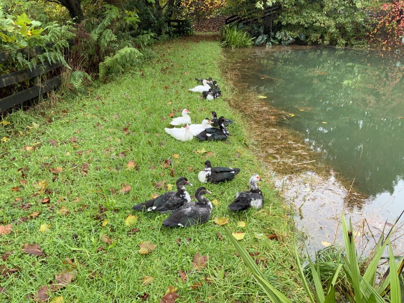 Muscovy ducks Carousel 1