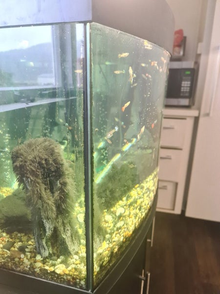 Juwel fish tank curved front 180L plus fish Carousel 6