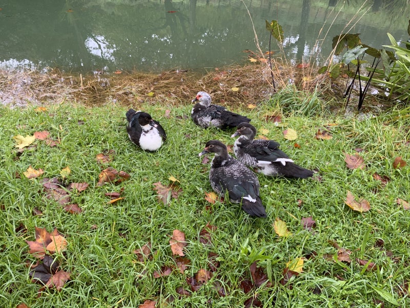 Muscovy ducks Carousel 2