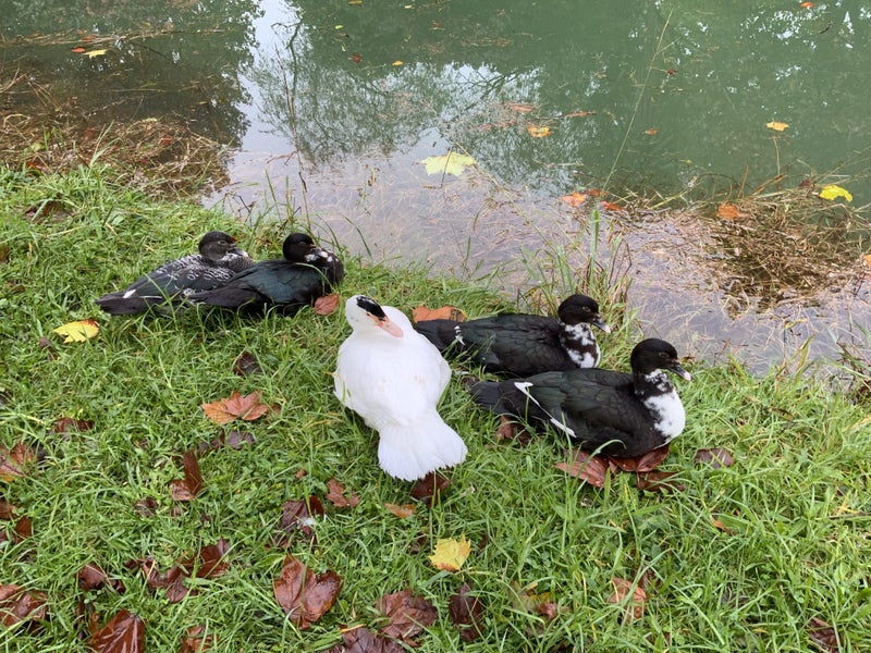 Muscovy ducks Carousel 4