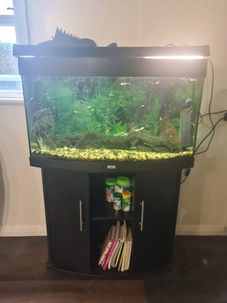 Juwel fish tank curved front 180L plus fish Carousel 1